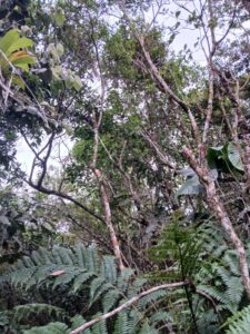 whatsapp image 2024 12 02 at 16.52.59 (2)